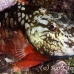 parrotfish_stoplight_gs_fc_h_0635_tci1570.jpg